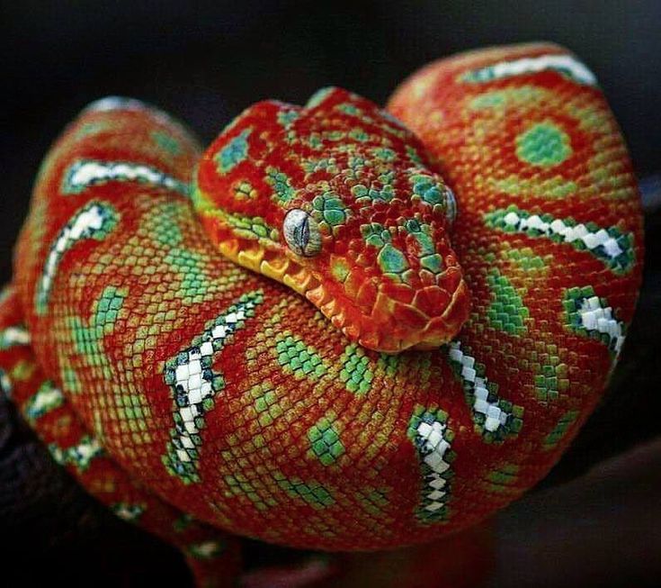 Emerald Tree Boa