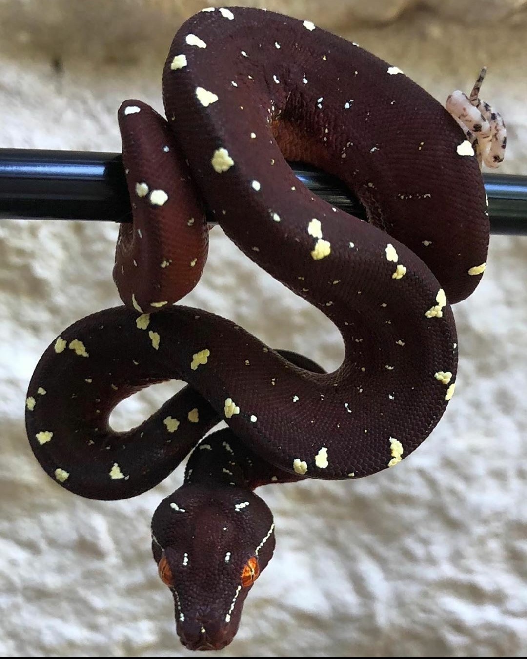 Amazon Tree Boa