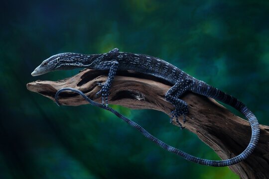 Blue Tree Monitor