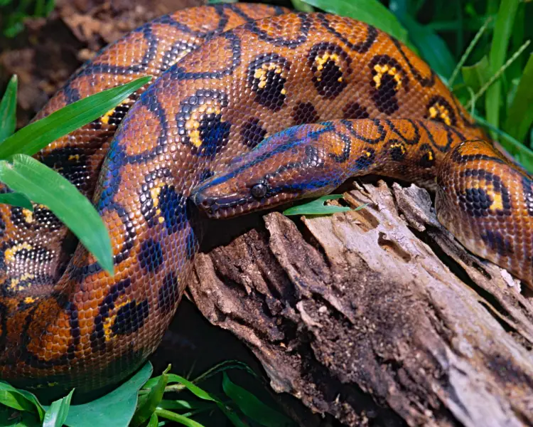 Colombian Rainbow Boa